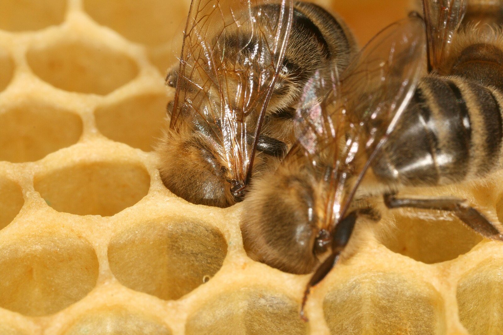 Two honey bees with their heads tucked into the hexagonal cells of a golden honeycomb