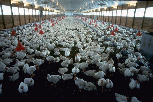 Rows of white broiler chickens in a large, ventilated poultry house with red feeders