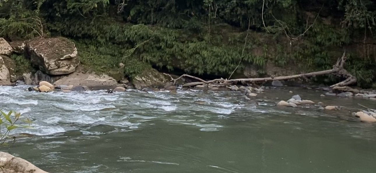 A green river running over rocks and small rapids beside a fallen tree and a densely vegetated bank in Colombia
